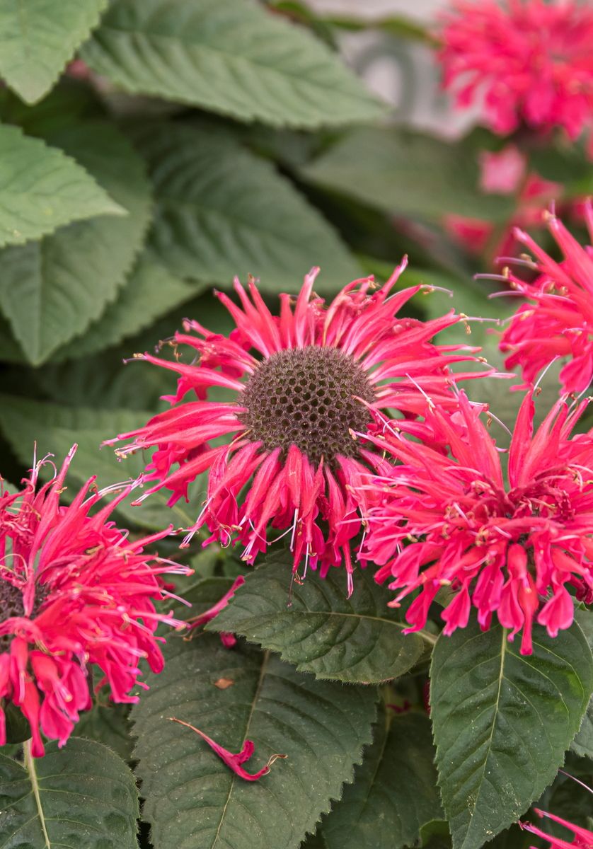 Indianernessel Bee-Free