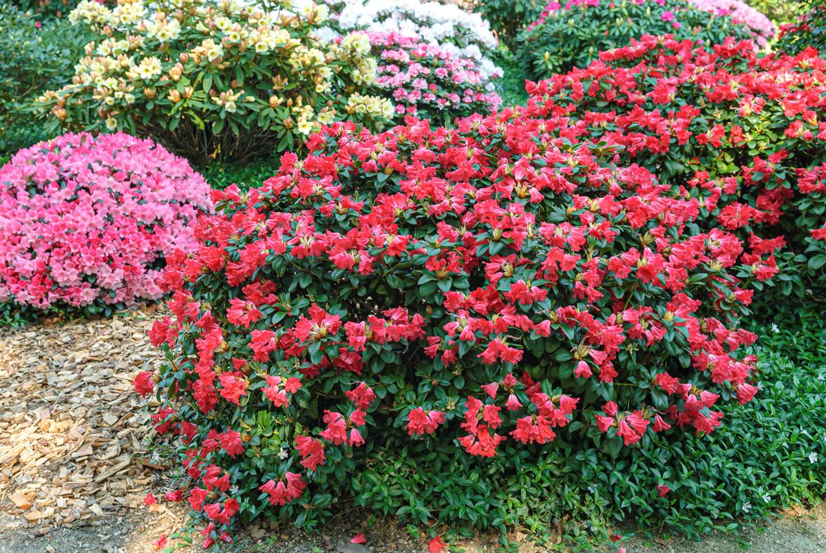 Zwergrhododendron Scarlet Wonder Zwergrhododendron Scarlet Wonder