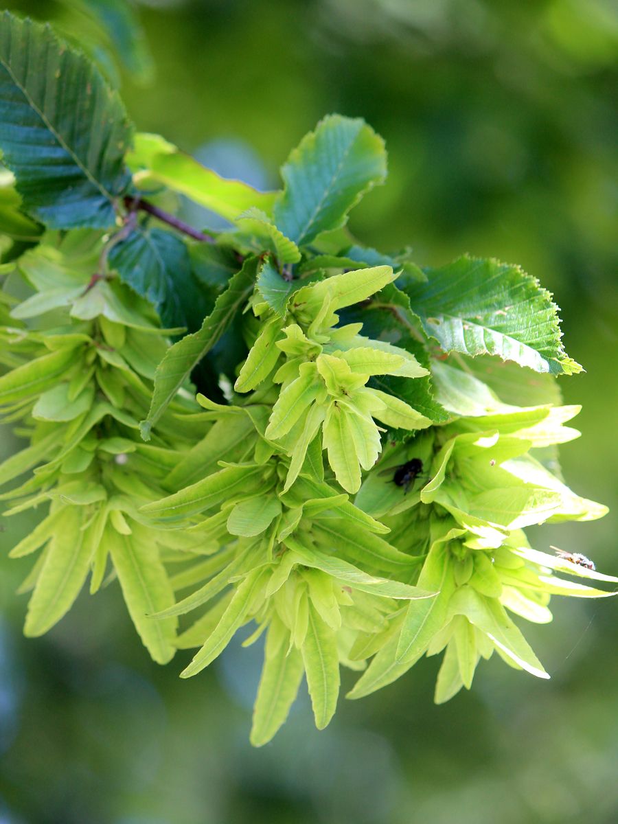 Hainbuche Hainbuche