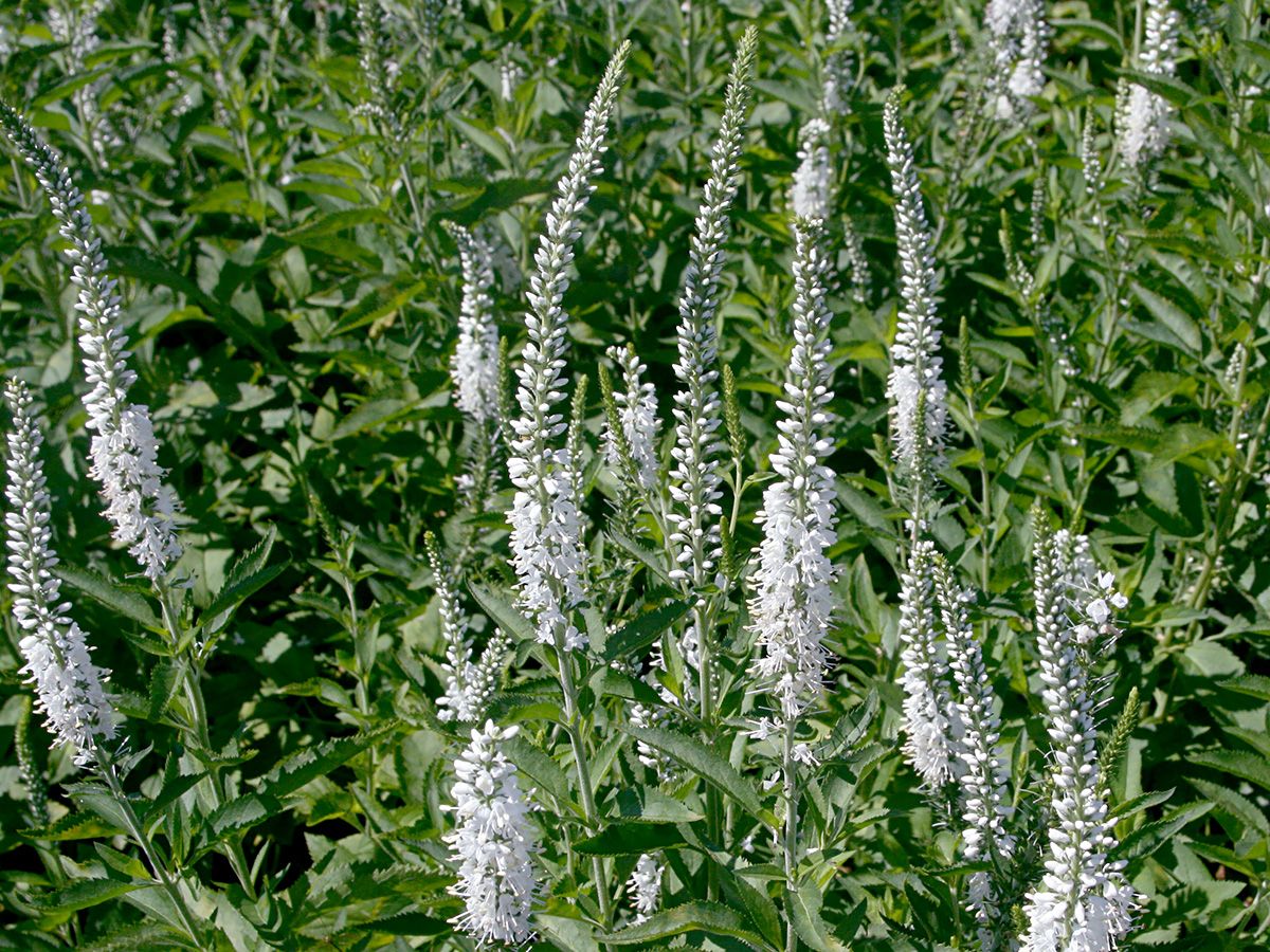 Wiesenehrenpreis Schneeriesin Wiesenehrenpreis Schneeriesin