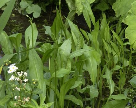 Froschlöffel, Wasserwegerich Froschlöffel, Wasserwegerich