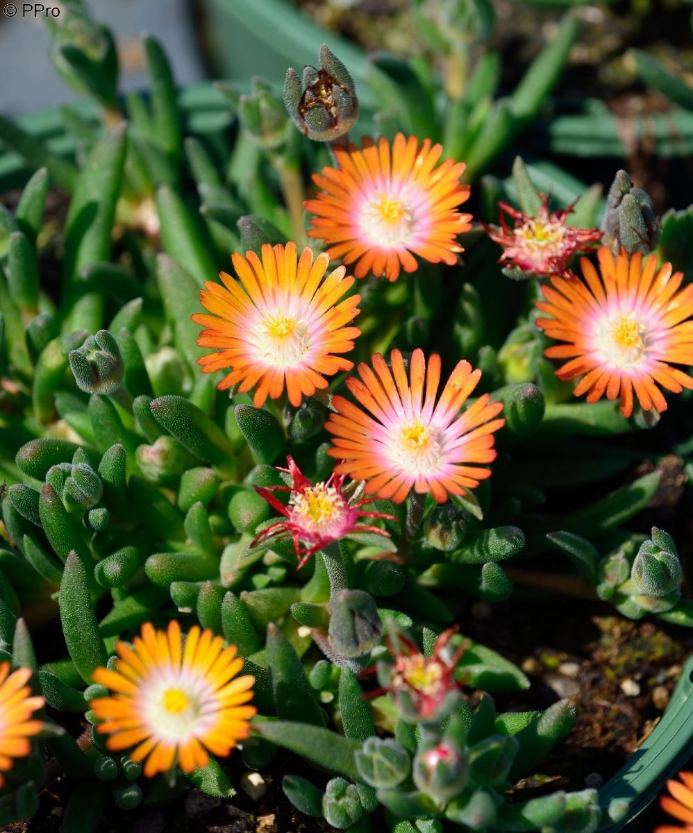 Mittagsblume Jewel of Desert Topaz