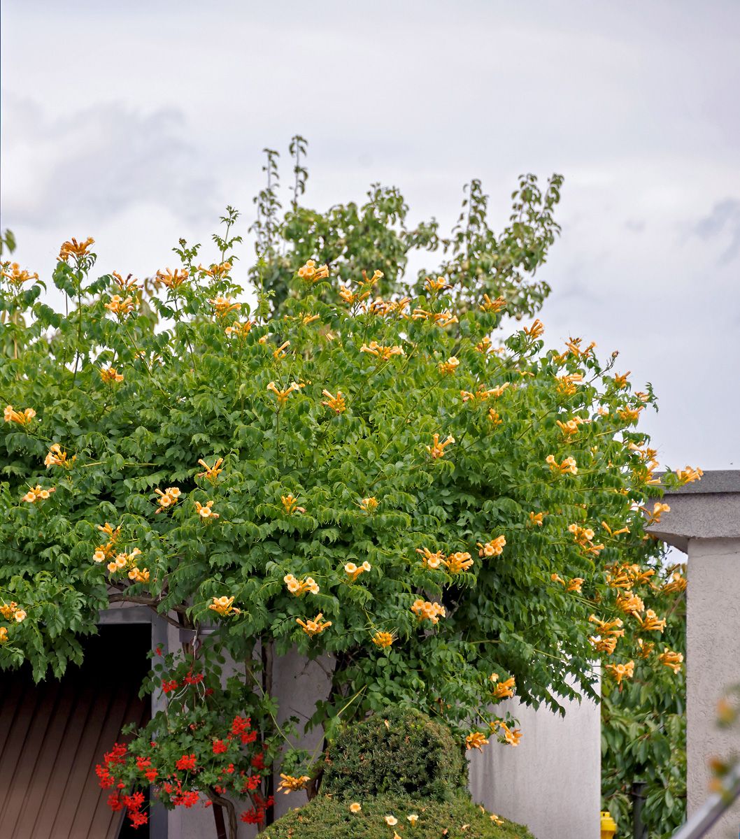 Trompetenblume Flava Trompetenblume Flava