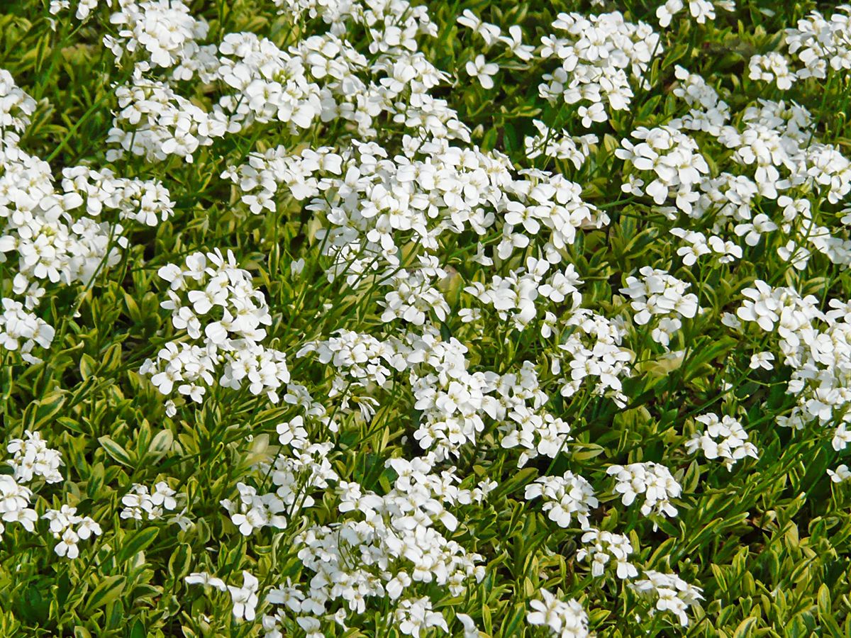 Gelbbunte Gänsekresse Old Gold