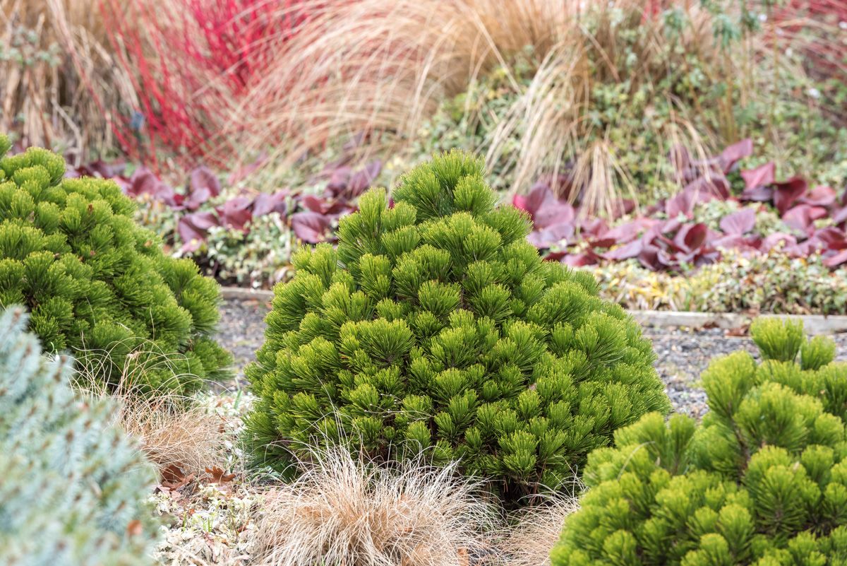 Zwergschlangenhautföhre Smidtii