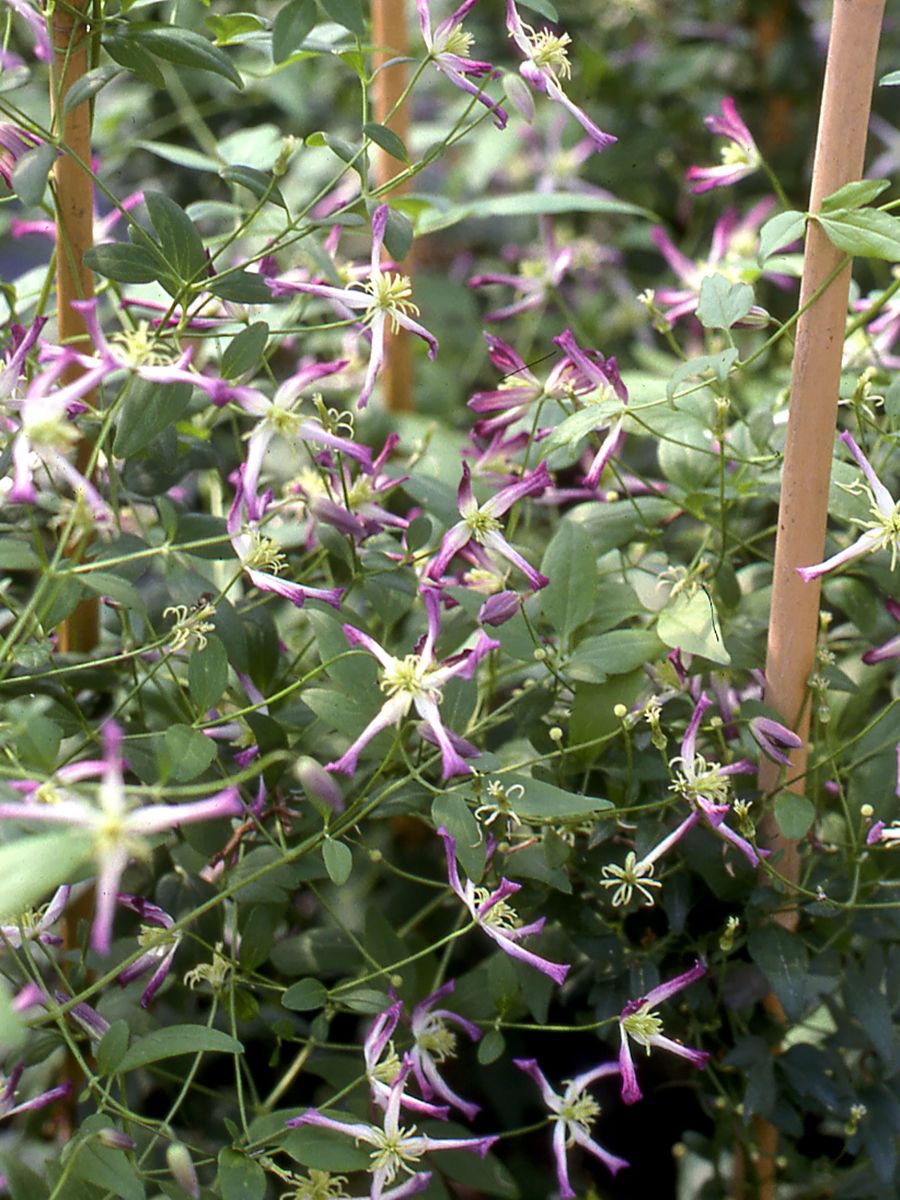 Waldrebe Rubromarginata