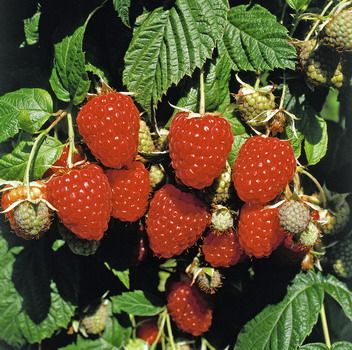 Himbo-Top® Himbeere (anspruchslos, herbsttragend) Himbo-Top® Himbeere (anspruchslos, herbsttragend)