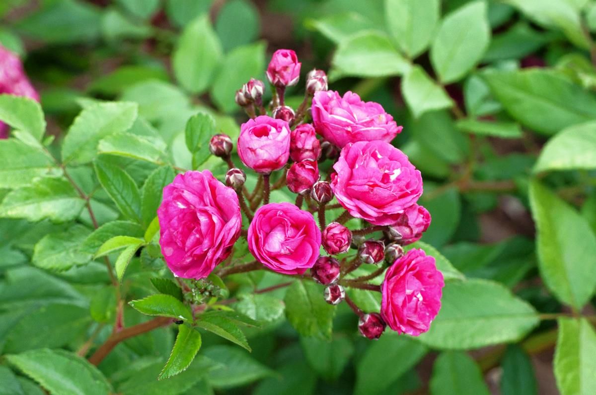 Dinky® Strauchrose Dinky® Strauchrose