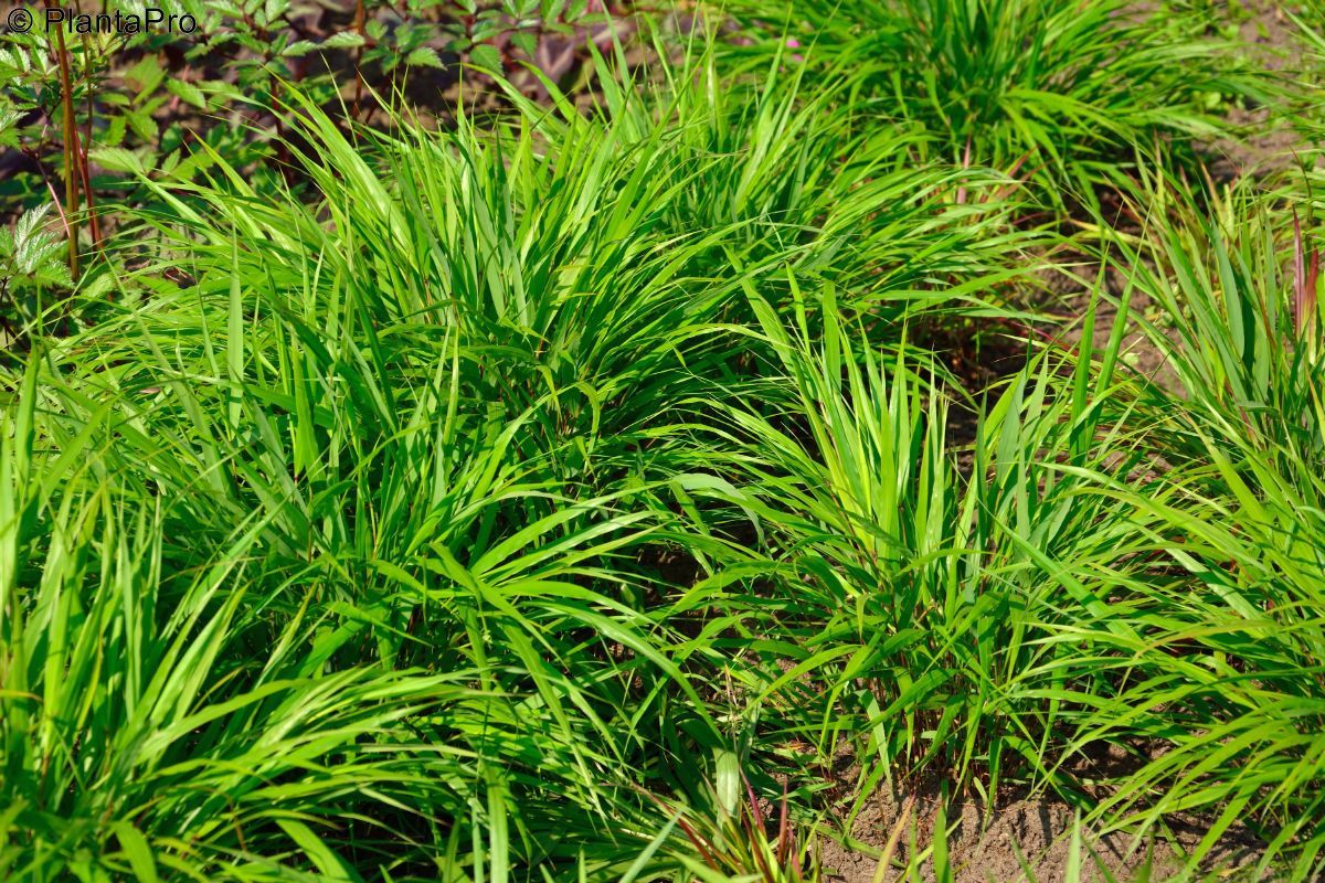 Hakonegras Nicolas
