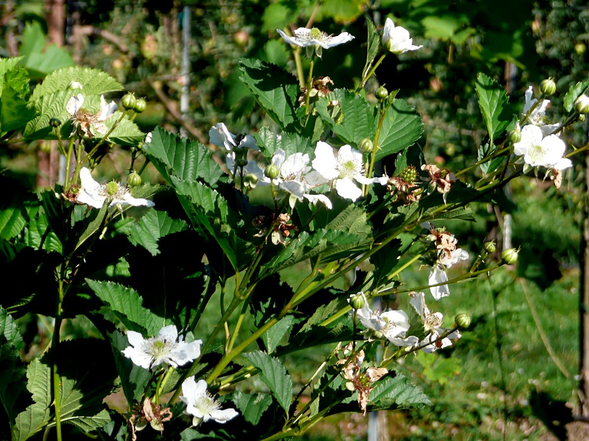 Reuben® Brombeere (stachellos)