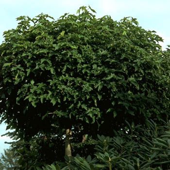 Kugelamberbaum Gum Ball