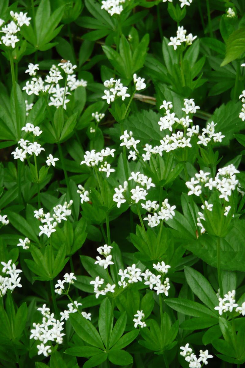 Waldmeister