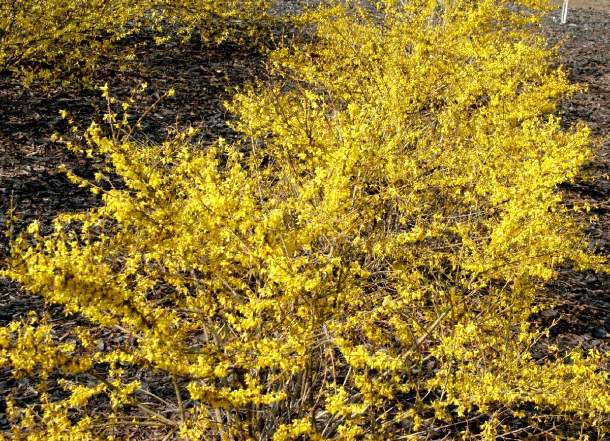 Zwergforsythie Marée d'Or