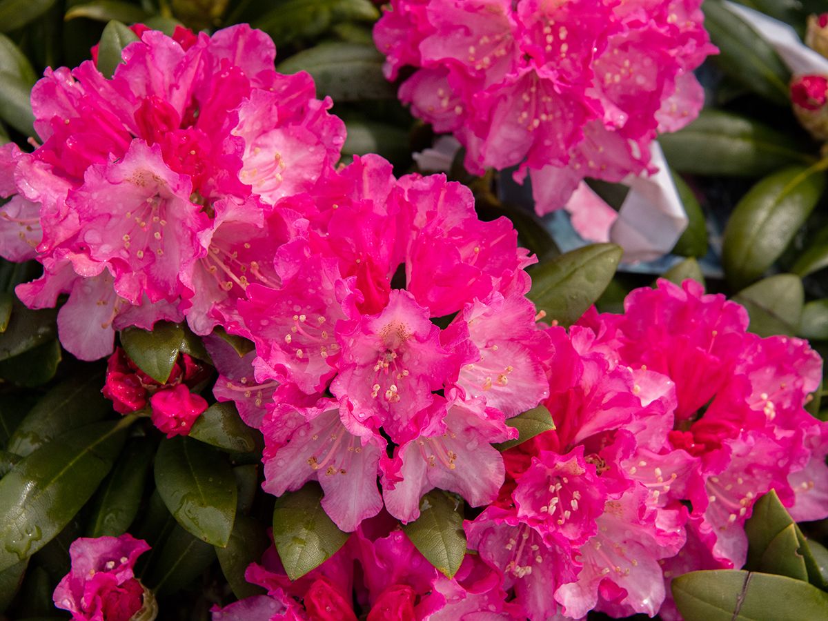 Rhododendron Kalinka Rhododendron Kalinka