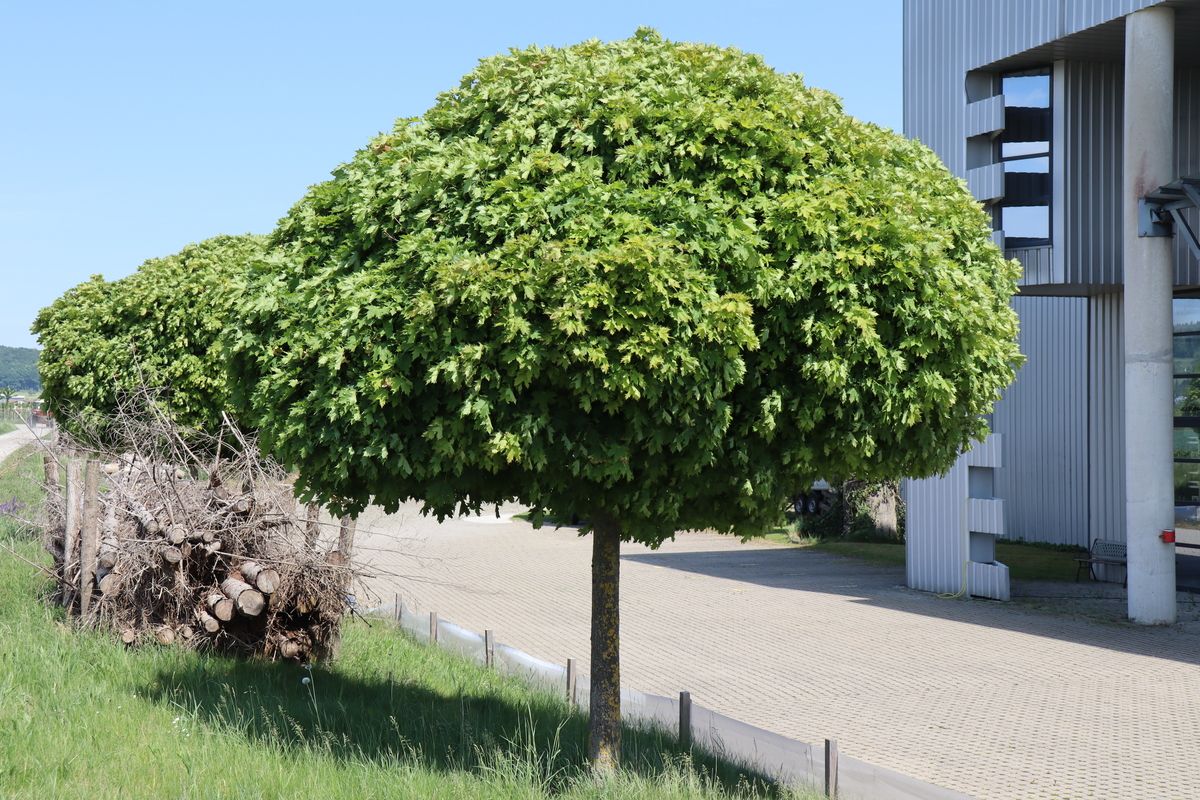Kugelahorn Globosum