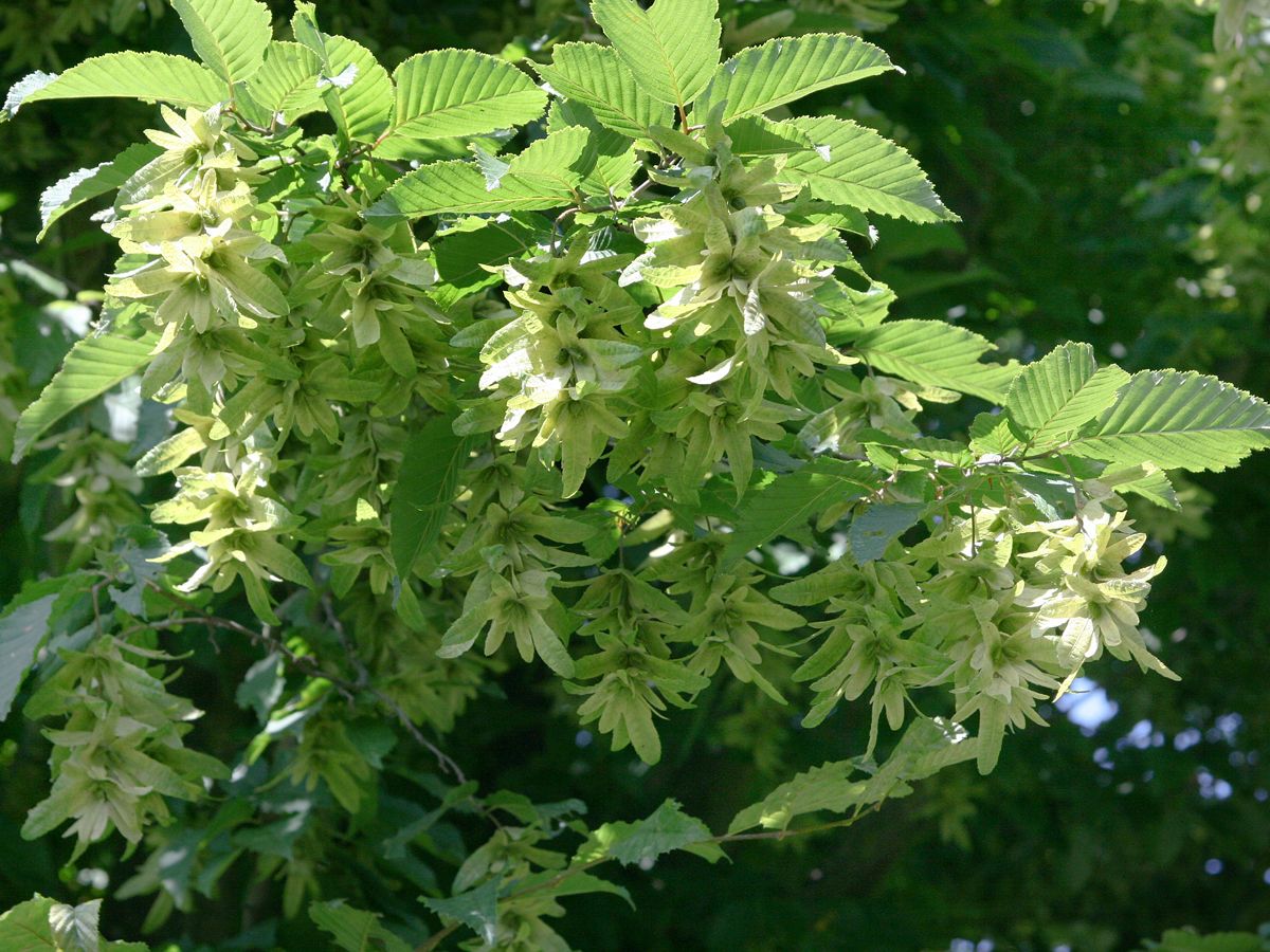 Hainbuche Hainbuche
