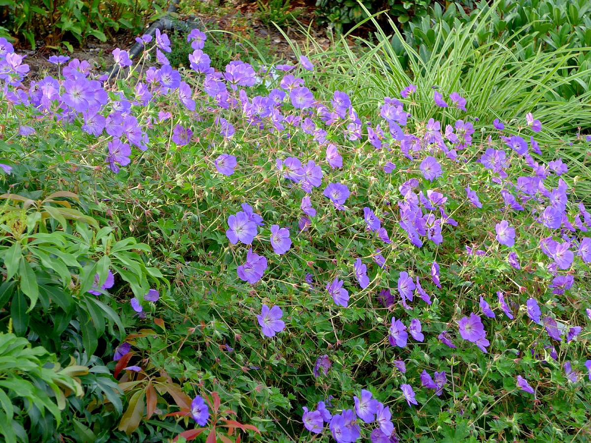 Storchschnabel Rozanne® Storchschnabel Rozanne®