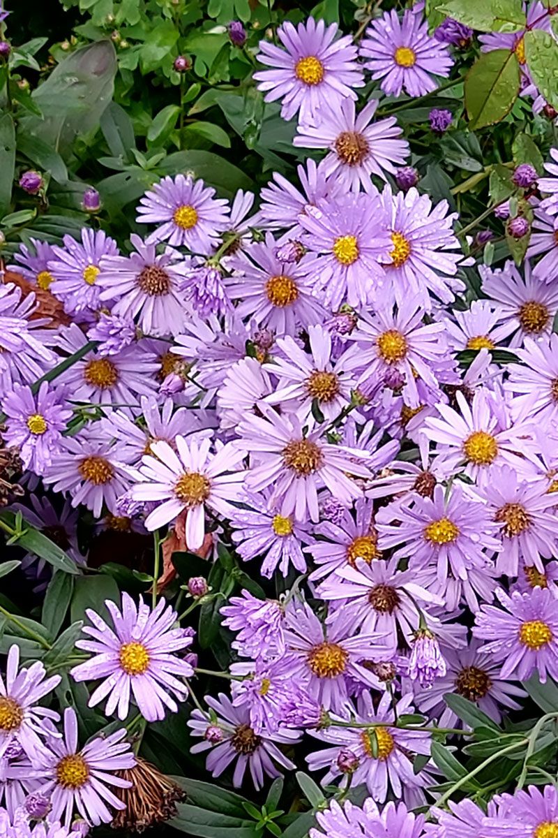 Aster JS Barts Blue Beauty