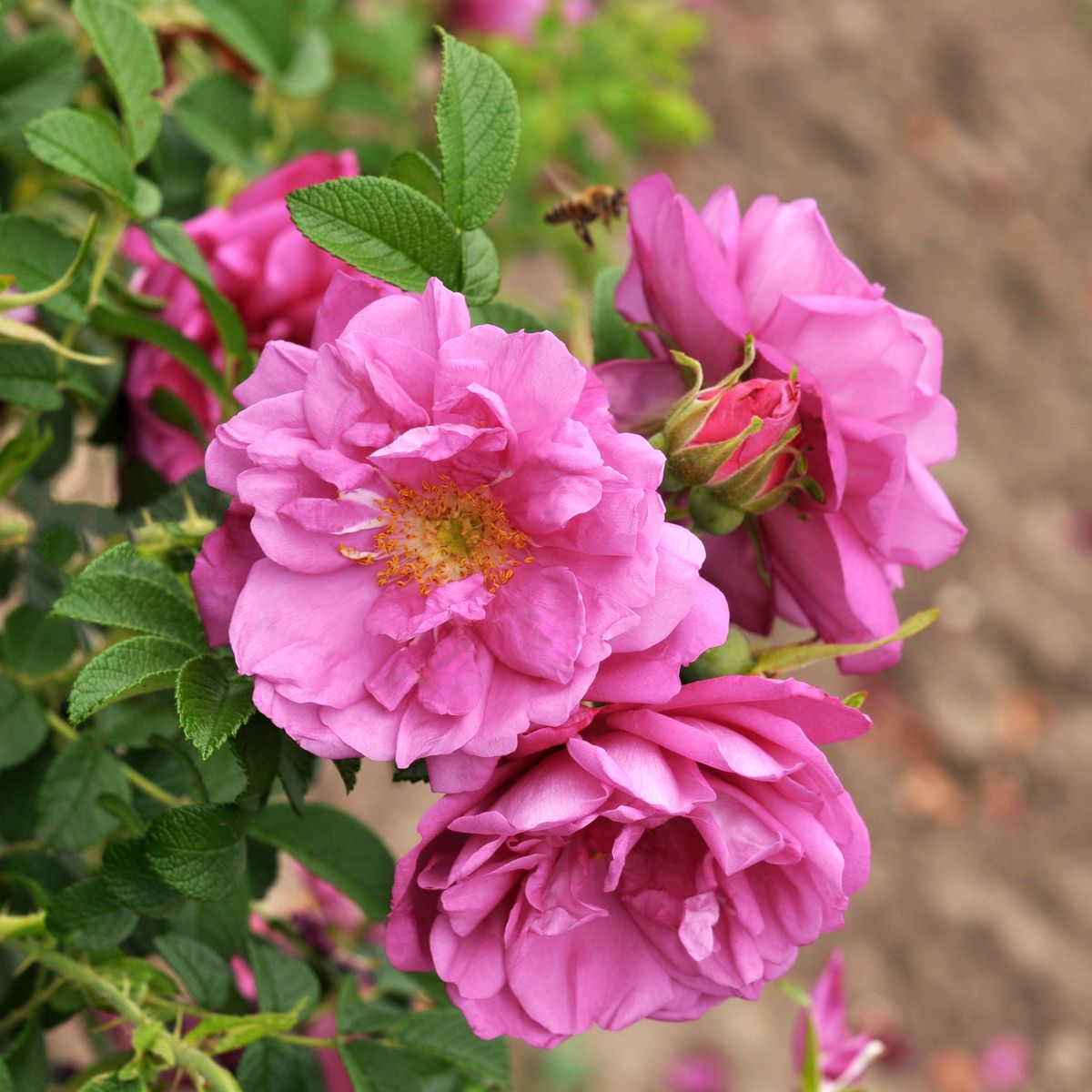 Aromatic Aurora® Strauch-/ Kartoffelrose