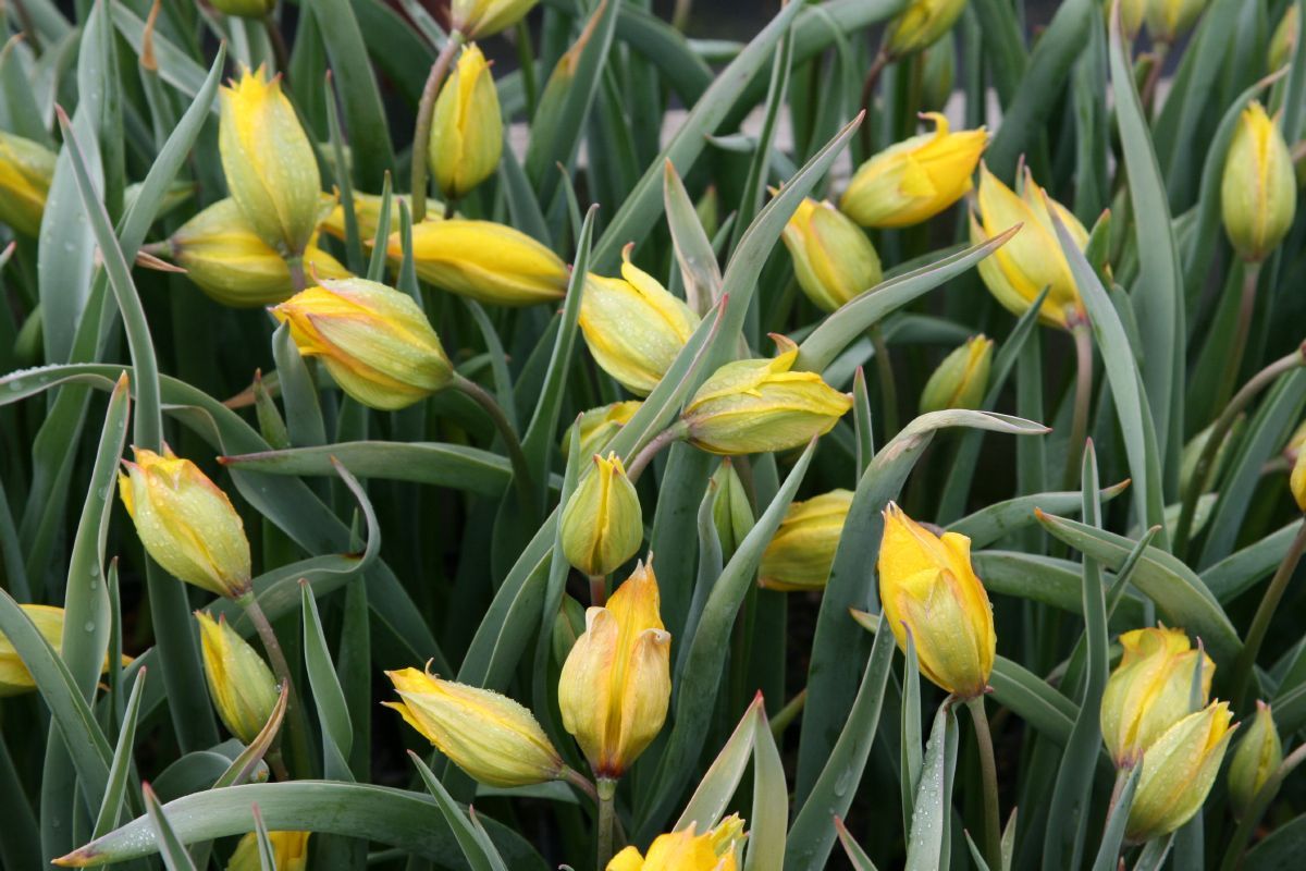 Weinbergtulpe