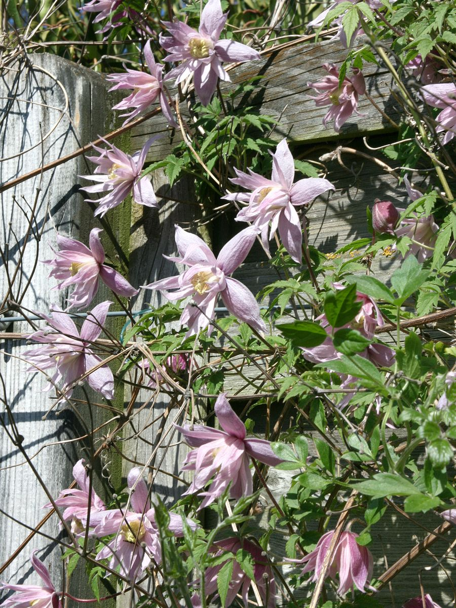 Waldrebe Markham's Pink, Clematis macropetala Markham's Pink