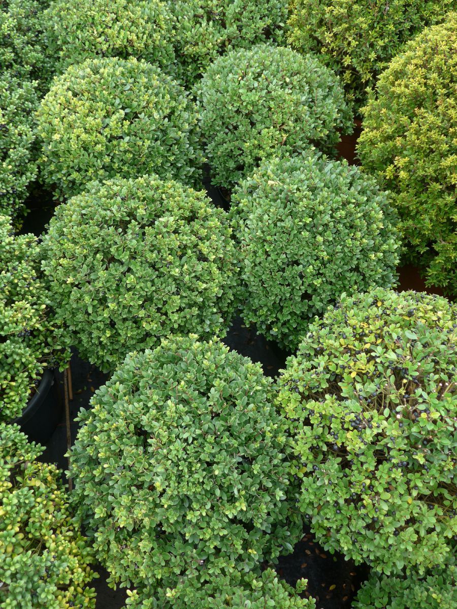 Japanische Stechpalme Dark Green Kugelform