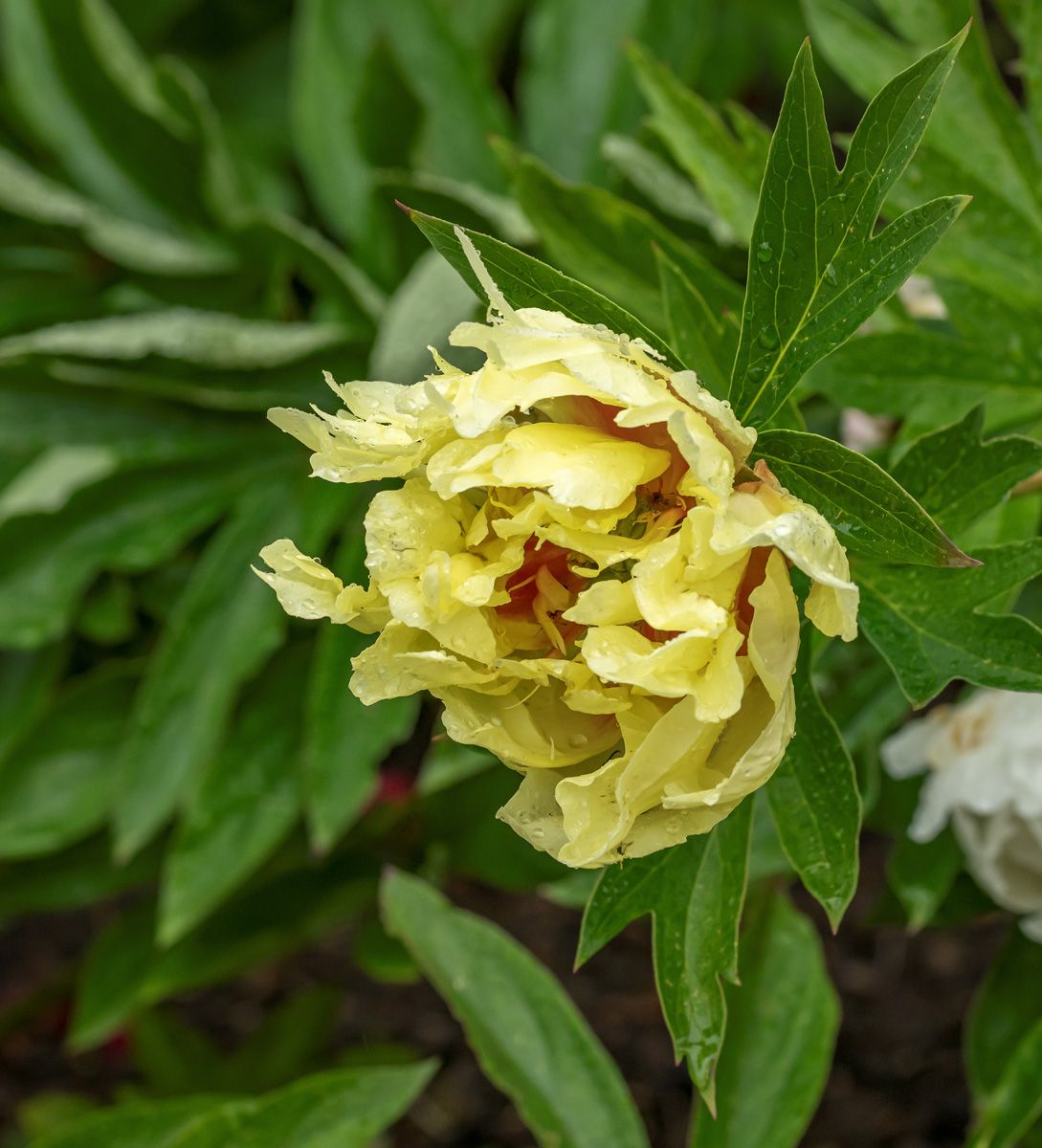 Pfingstrose Itoh-Hybride Bartzella