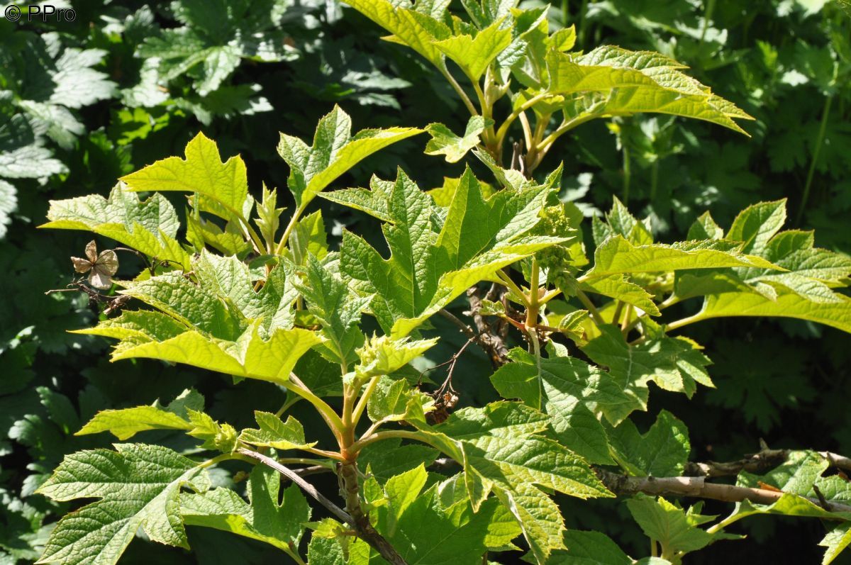 Eichenblättrige Hortensie Tennessee Clone