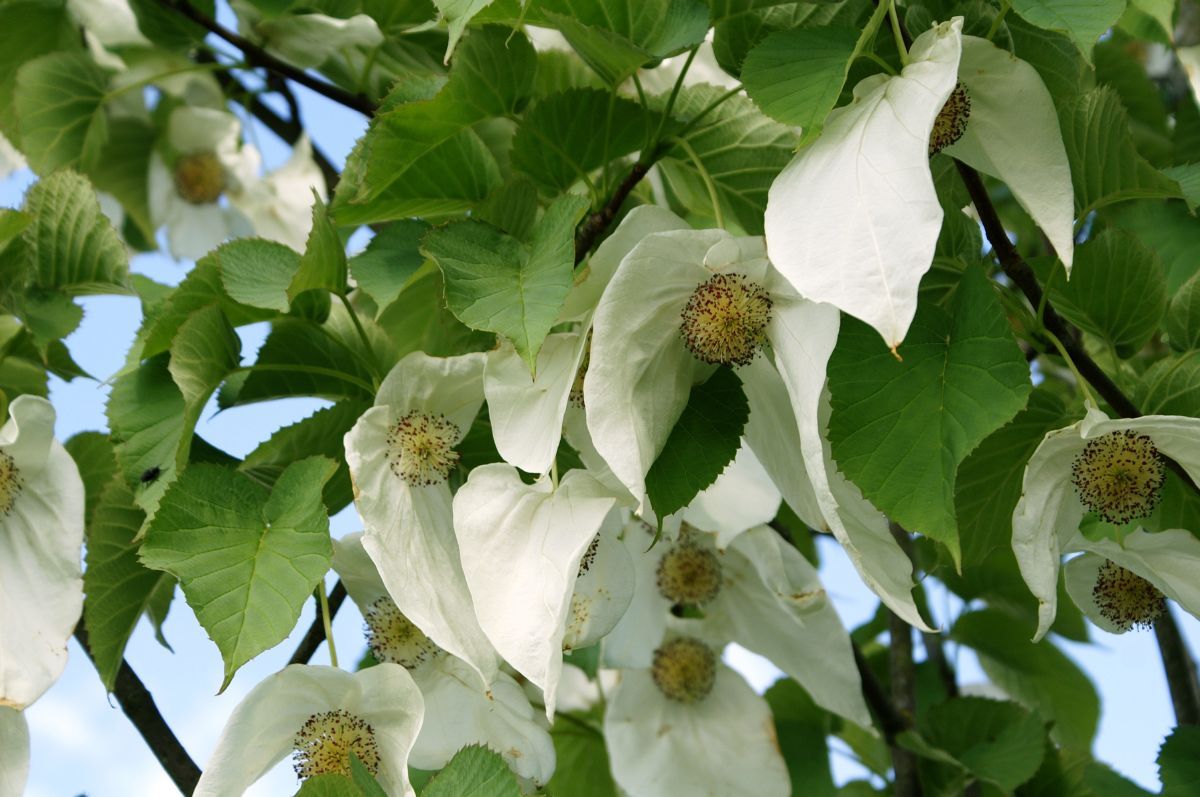 Taschentuchbaum, Taubenbaum Taschentuchbaum, Taubenbaum