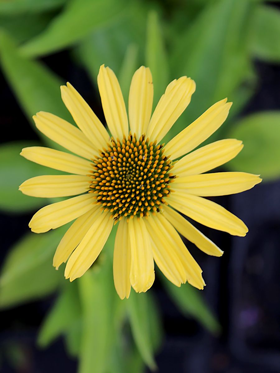 Sonnenhut Cleopatra