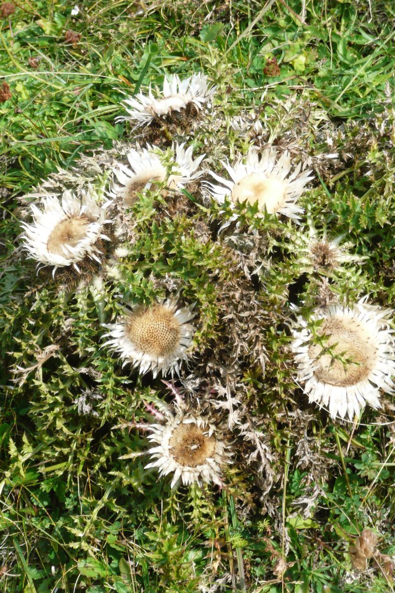 Silberdistel Silberdistel