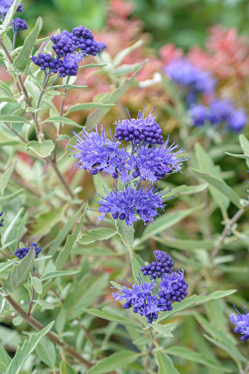 Bartblume Blauer Spatz