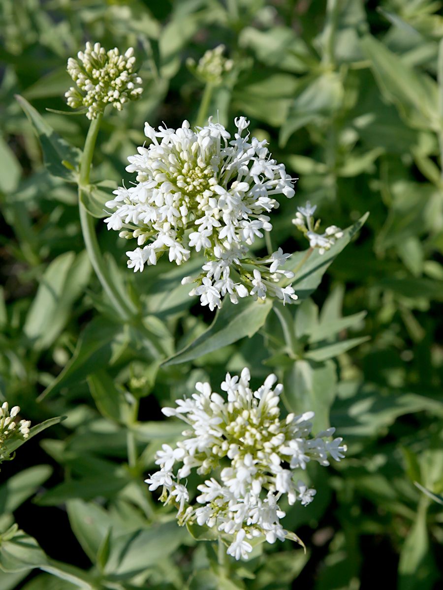 Spornblume Albus