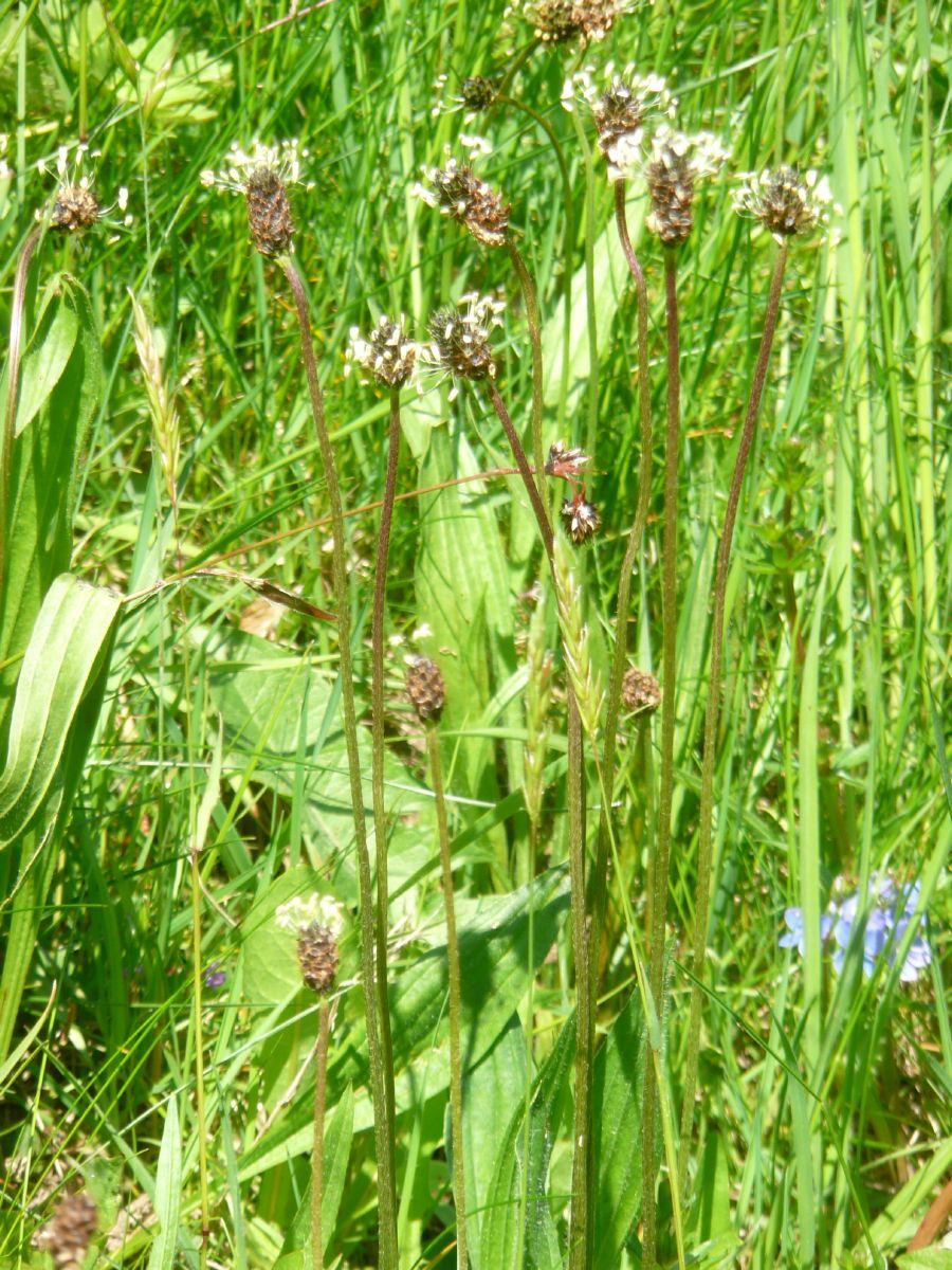 Spitzwegerich