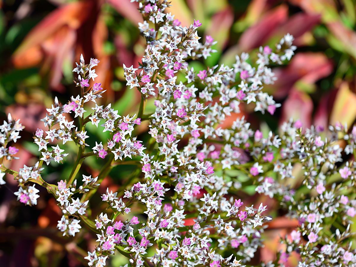 Statice, Strandflieder Statice, Strandflieder