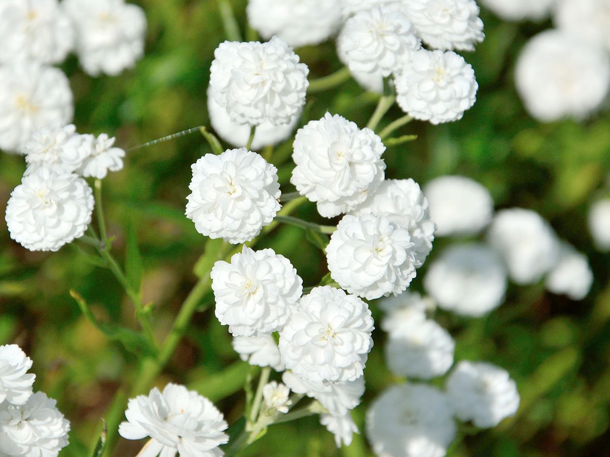 Bertramsgarbe The Pearl Bertramsgarbe The Pearl