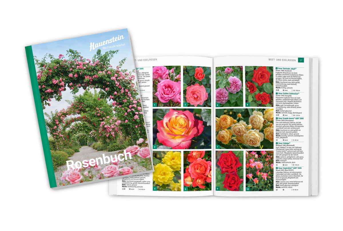 Fachbuch Rosen