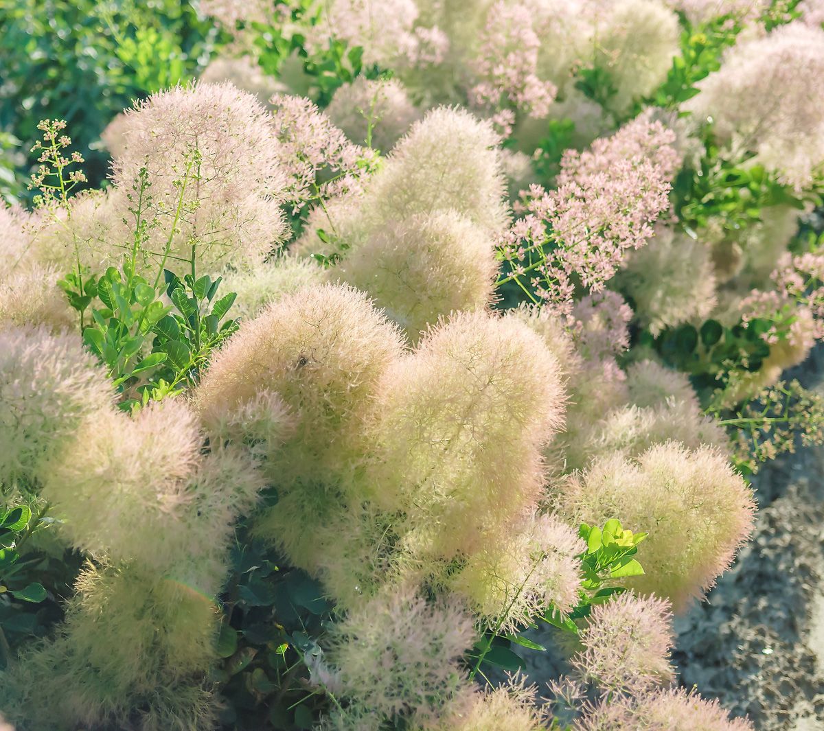 Perückenstrauch Young Lady(S)