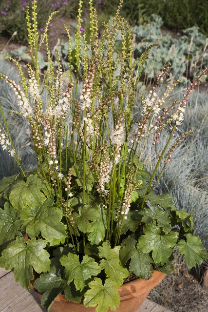 Kleine Korea-Silberkerze Cheju-D