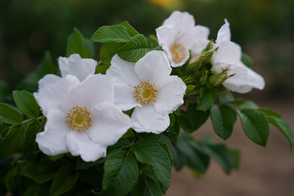 Butterfly Aurora® Strauch-/ Kartoffelrose