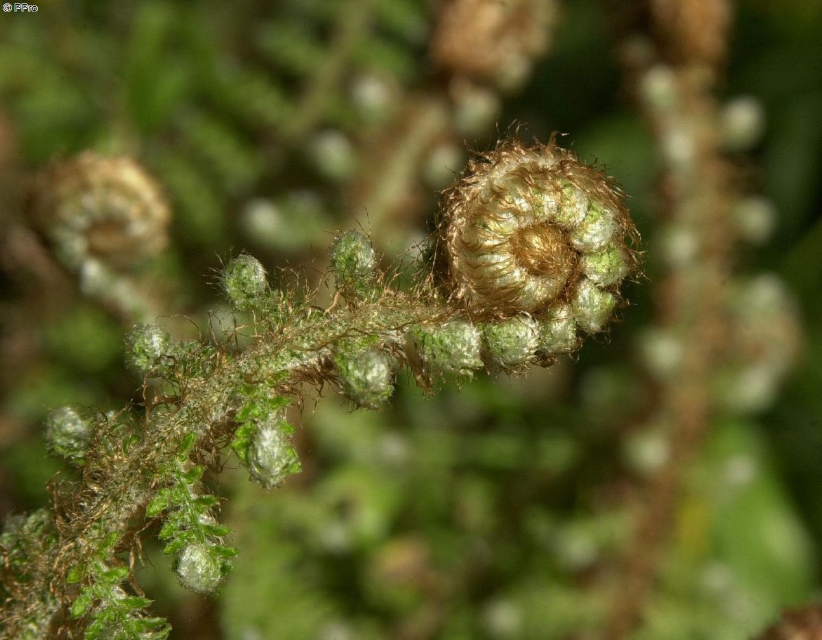 Schmaler Schildfarn Proliferum Schmaler Schildfarn Proliferum