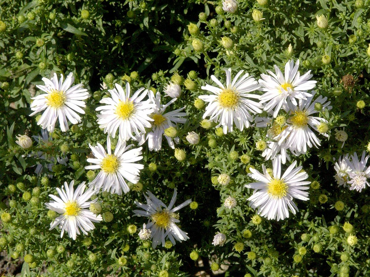 Kissenaster Apollo