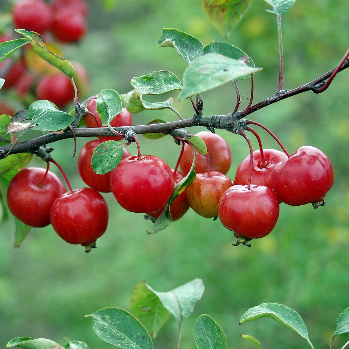 Zierapfel Evereste® Zierapfel Evereste®