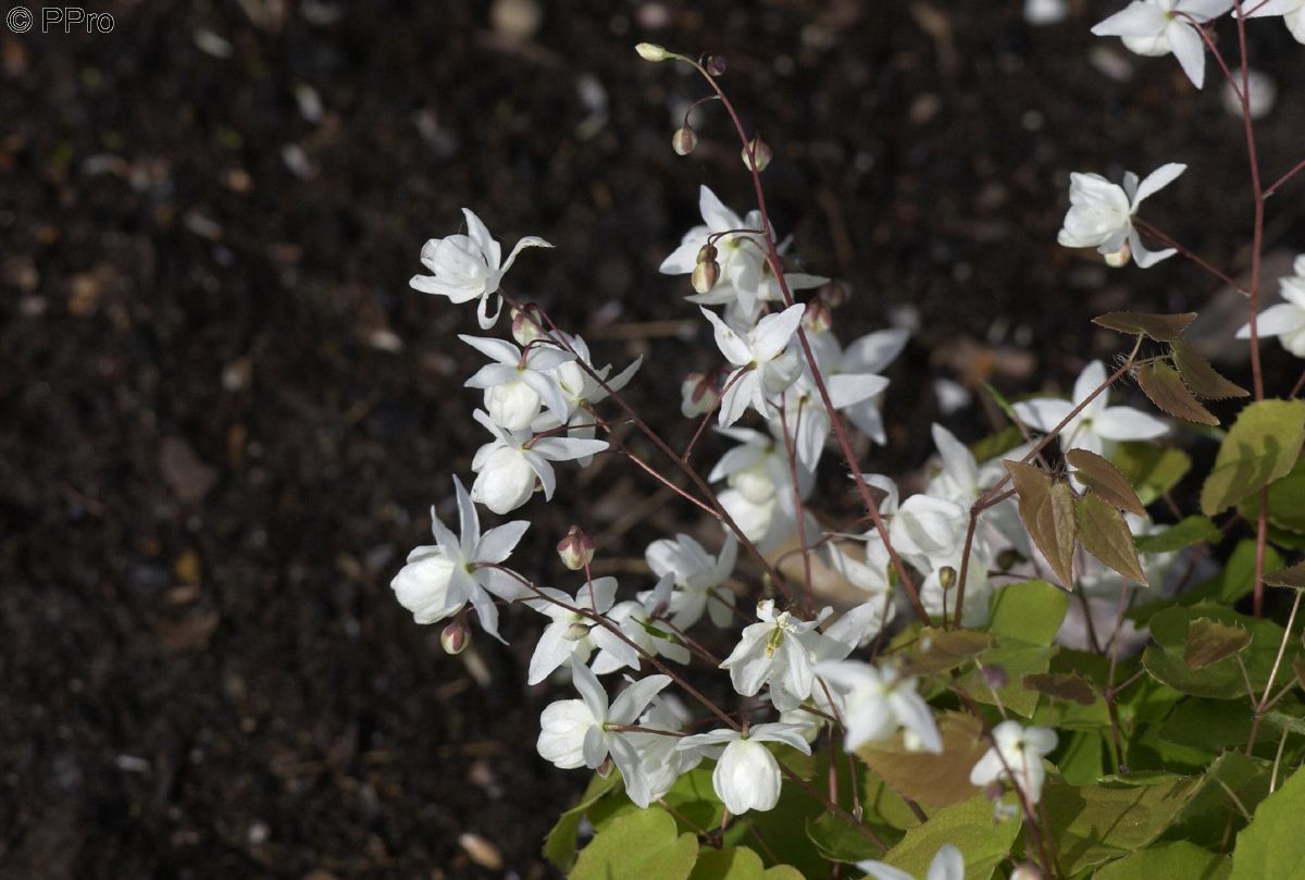 Elfenblume, Sockenblume Niveum