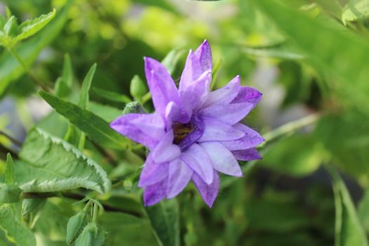 Nesselglockenblume Bernice