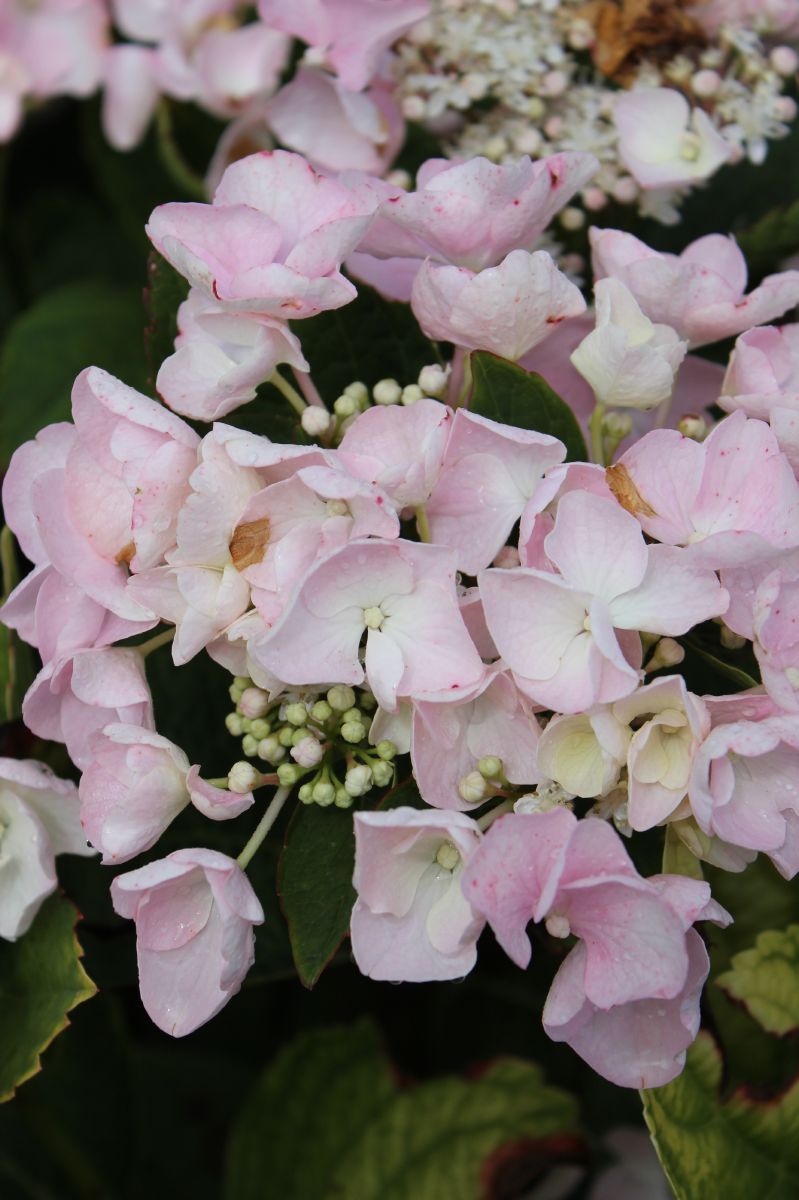 Gartenhortensie Hobella Gartenhortensie Hobella