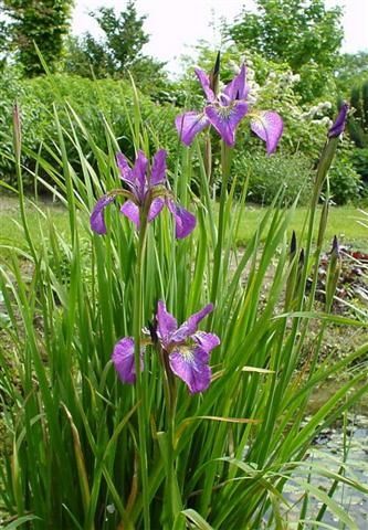 Wiesenschwertlilie, Sibirische Schwertlilie