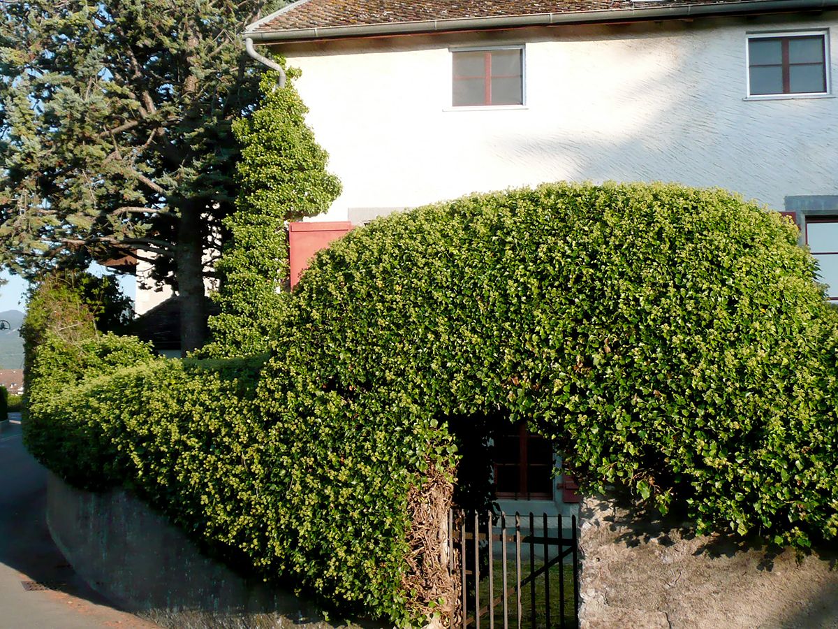 Strauchefeu Arborescent-Gruppe Strauchefeu Arborescent-Gruppe