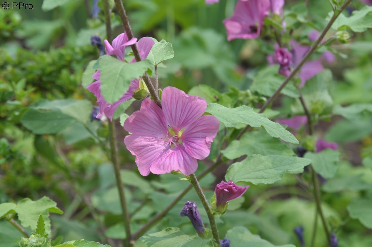 Buschmalve, Strauchmalve Burgundy Wine Buschmalve, Strauchmalve Burgundy Wine