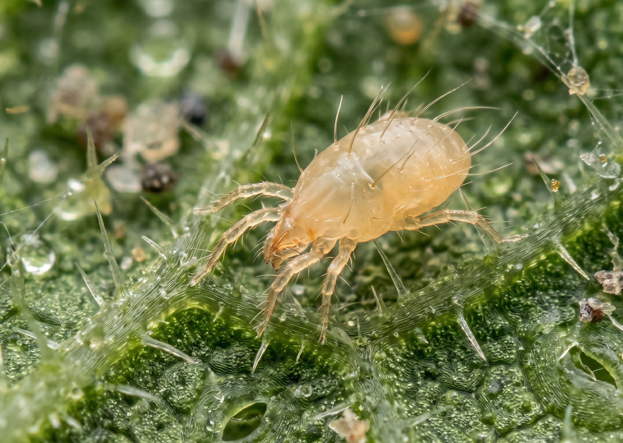 Raubmilben (Amblyseius cucumeris)